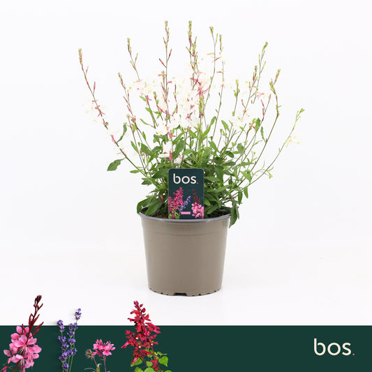 Gaura lind. Geyser White 35cm 17cm Pot