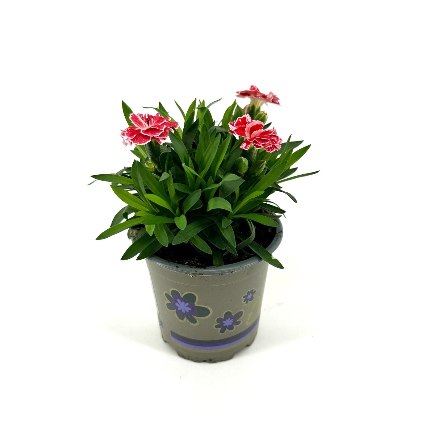 Dianthus Oscar White and Red 22cm 11cm Pot