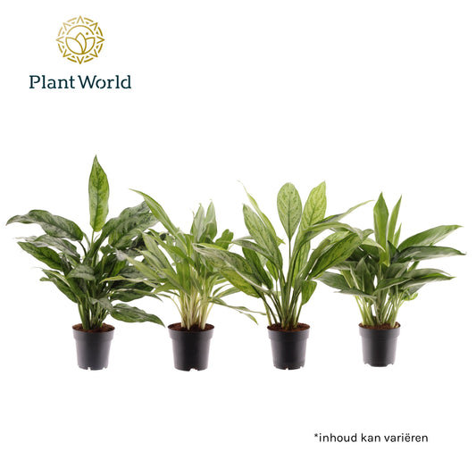 Aglaonema mix 35cm 14cm Pot