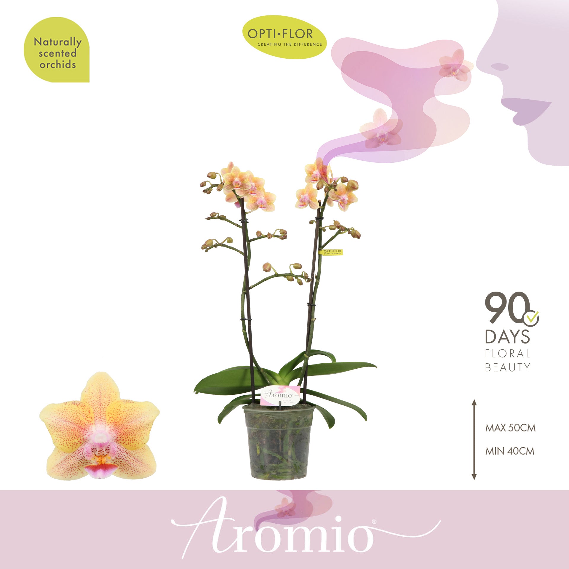 Phalaenopsis mf. Aromio Spicy 35cm 12cm Pot