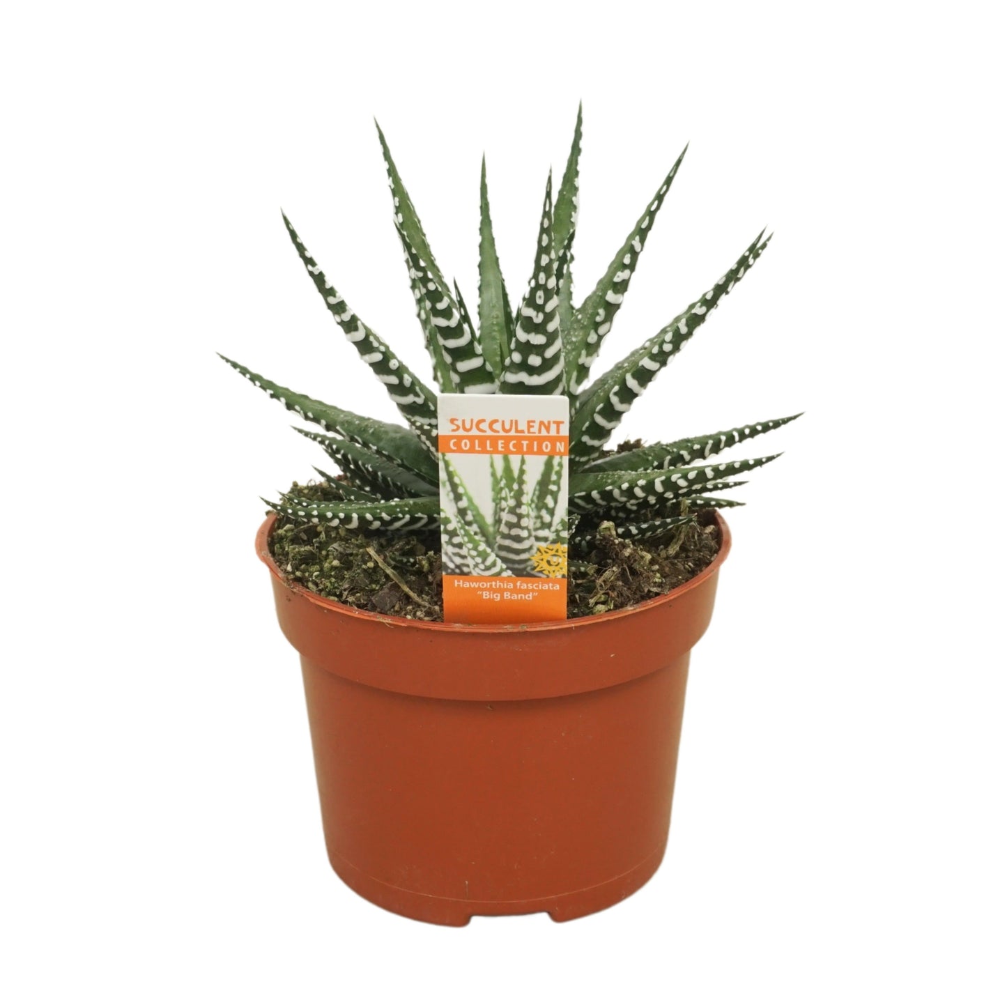 Haworthia Big Band 16cm 10.5cm Pot