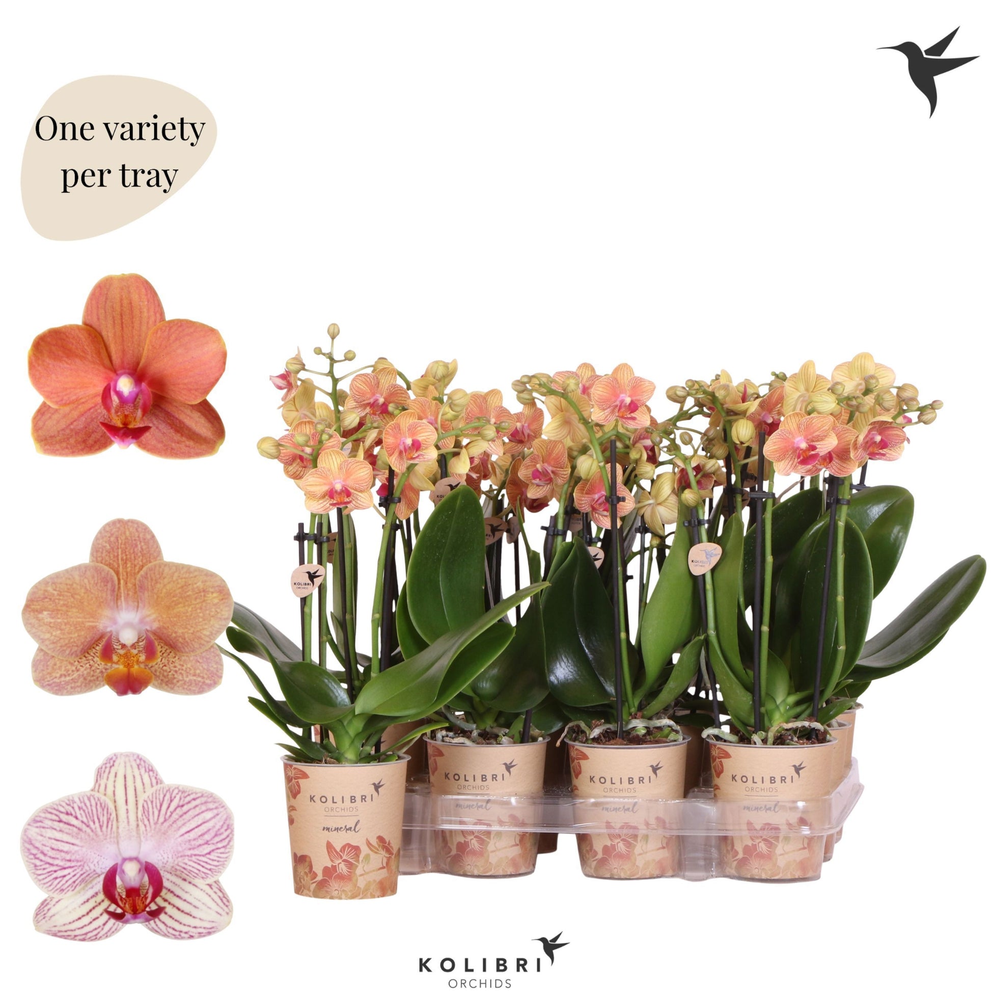 Phalaenopsis Orange 40cm 9cm Pot