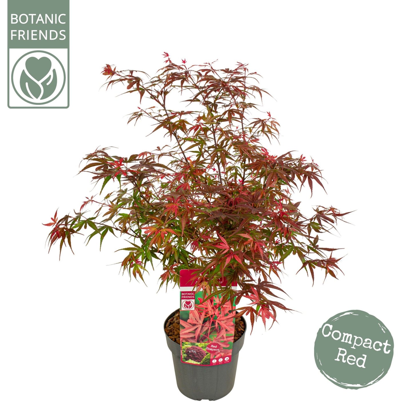 Acer palm. Shaina 65cm 19cm Pot