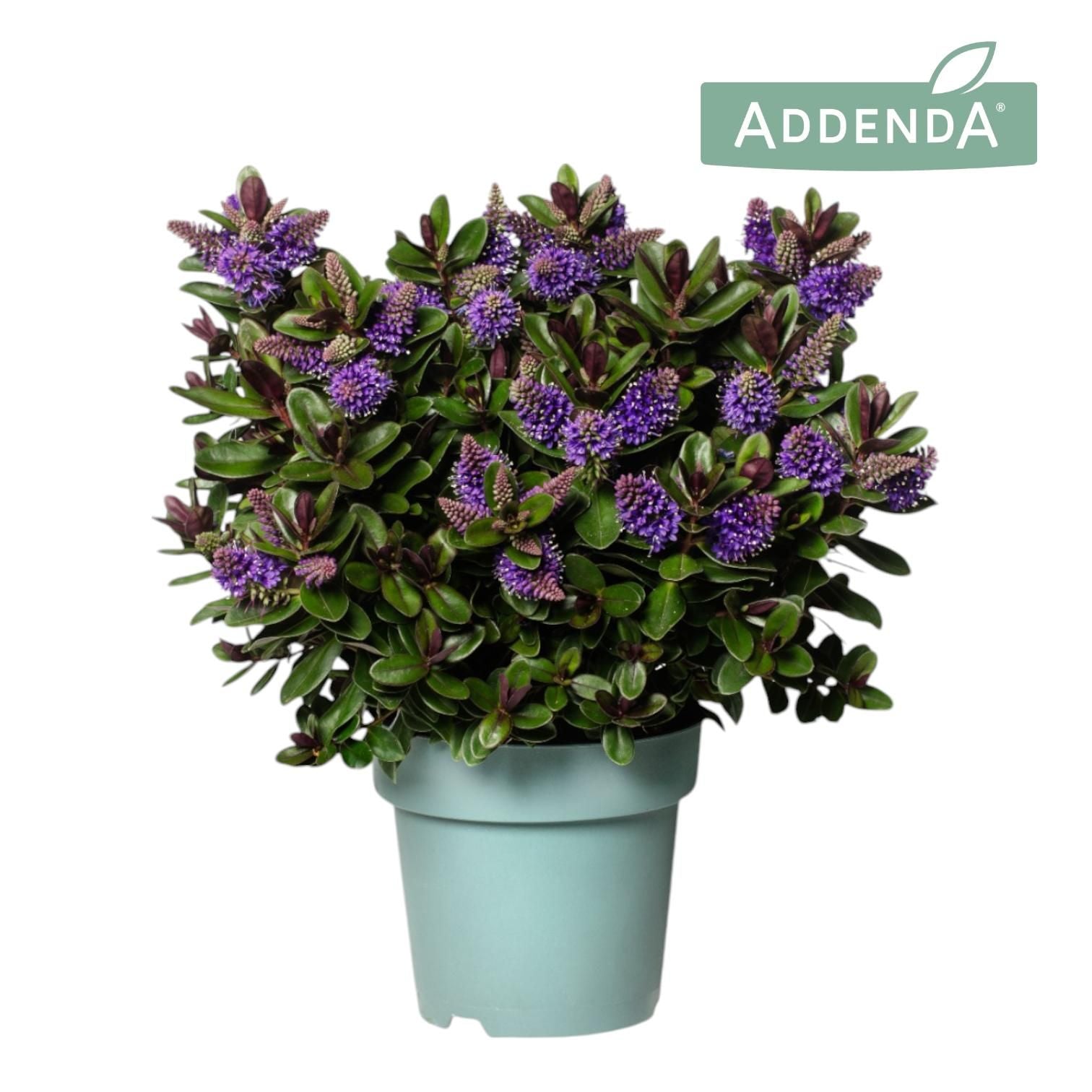 Hebe Vinoa Purple 35cm 15cm Pot