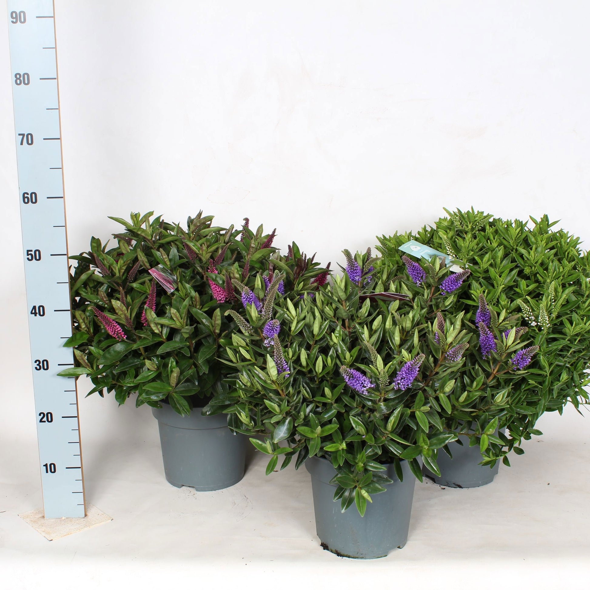 Hebe Addenda mix 60cm 23cm Pot