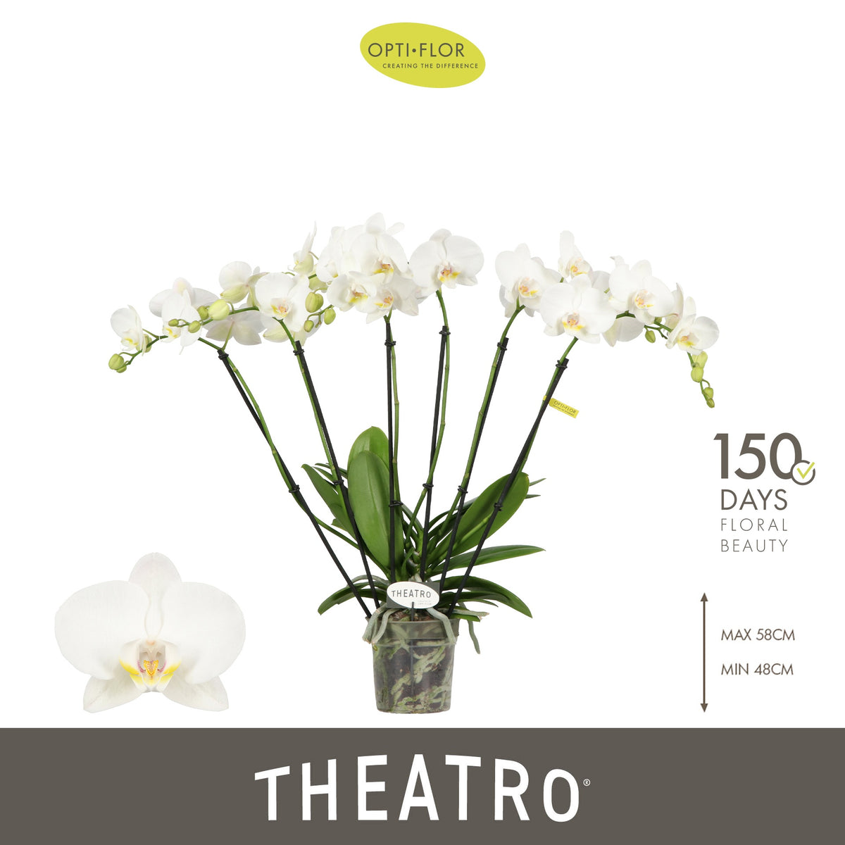 Phalaenopsis Theatro white 60cm 12cm Pot