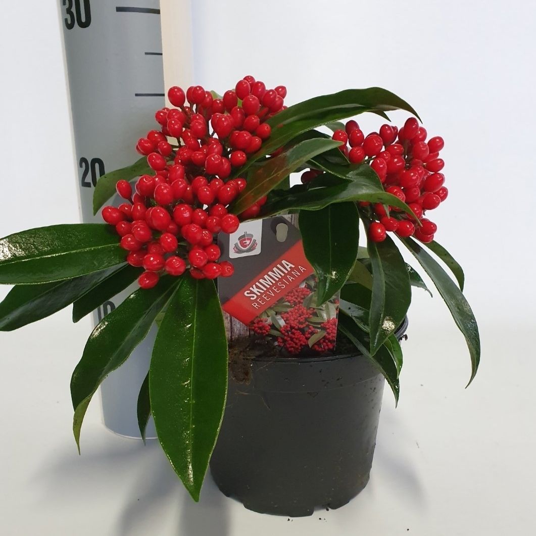 Skimmia japonica Reevesiana 25cm 15cm Pot