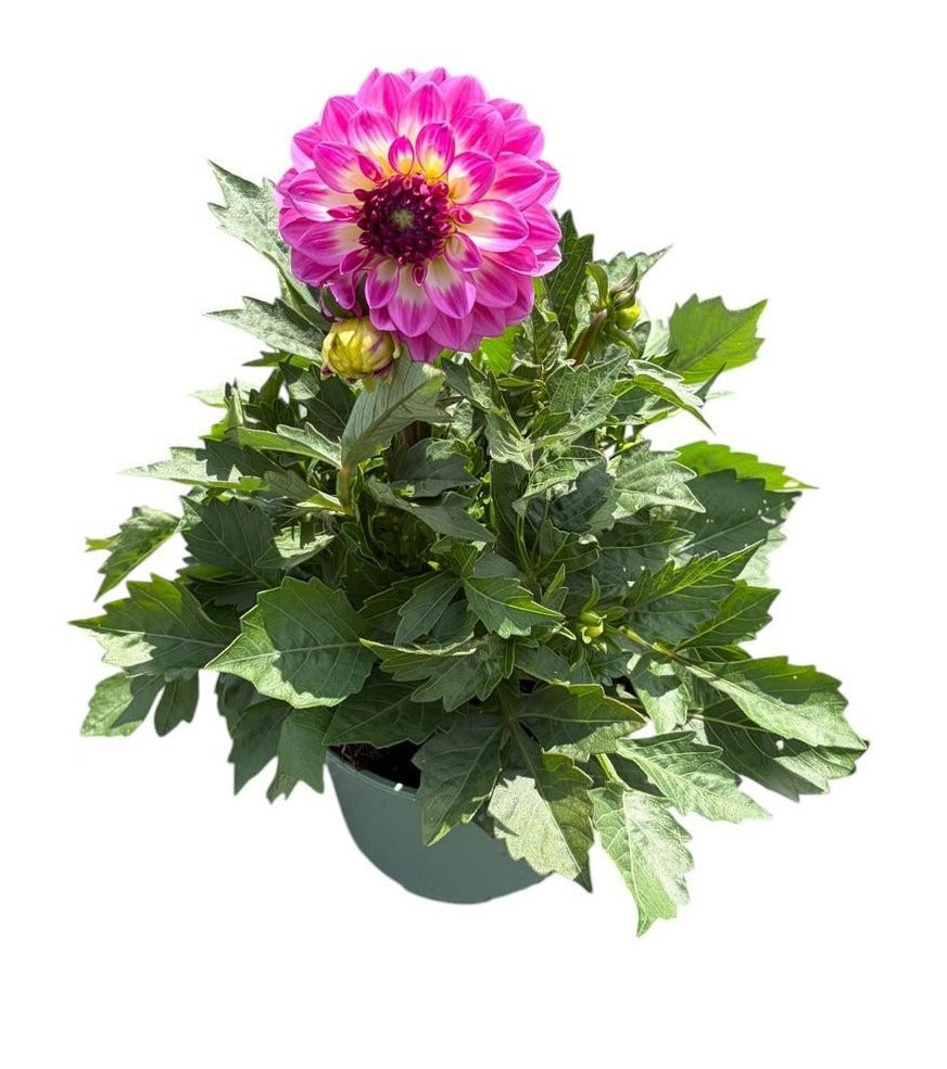 Dahlia Dalina Maxi Salinas 50cm 17cm Pot