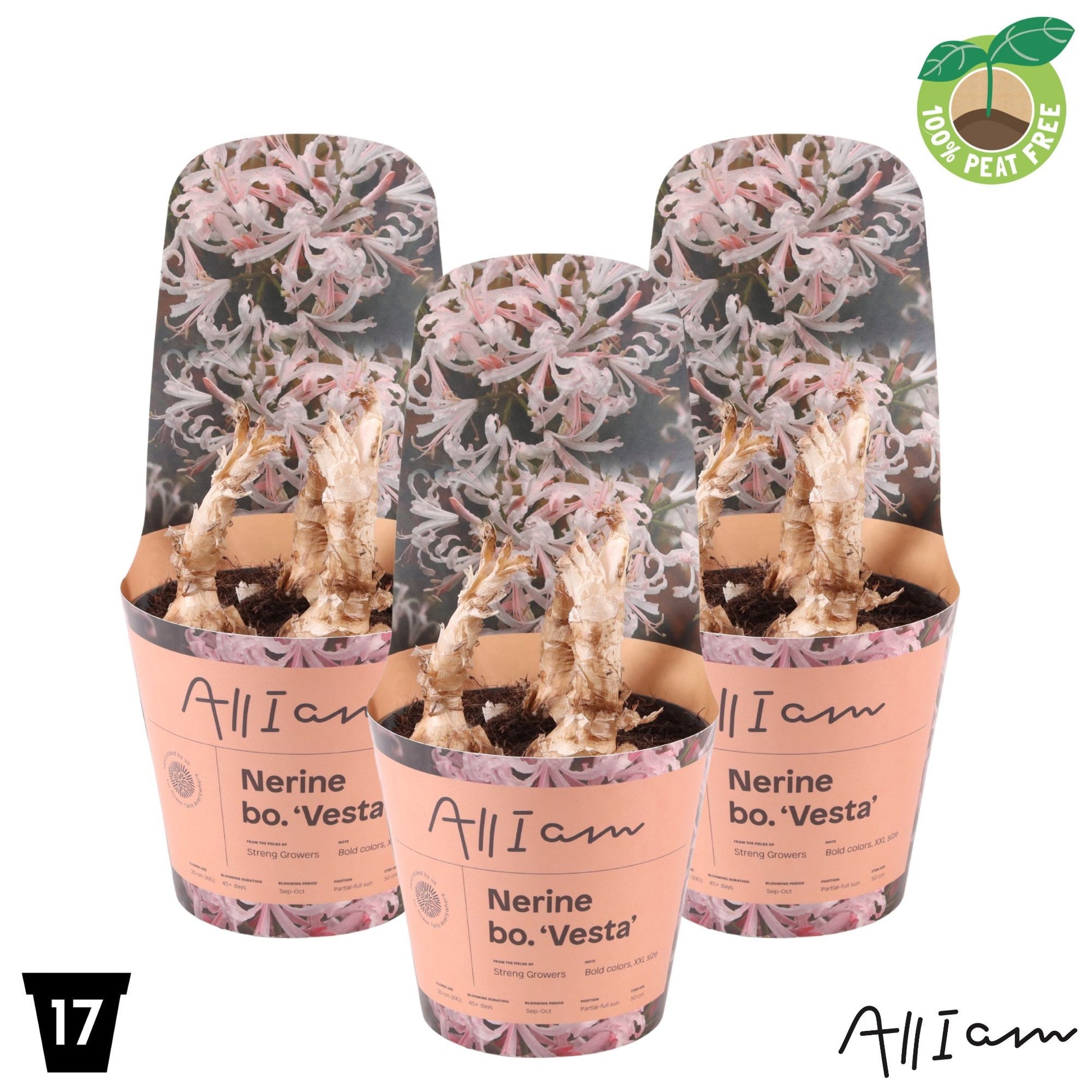 Bulbs 40cm