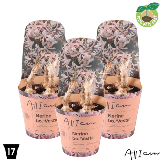 Bulbs 40cm