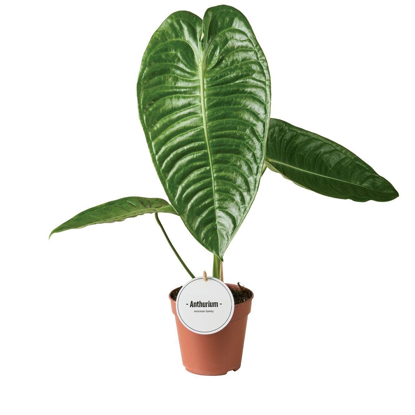 Anthurium Veitchii 45cm 12cm Pot