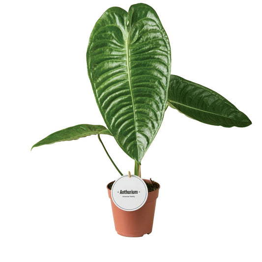 Anthurium Veitchii 45cm 12cm Pot