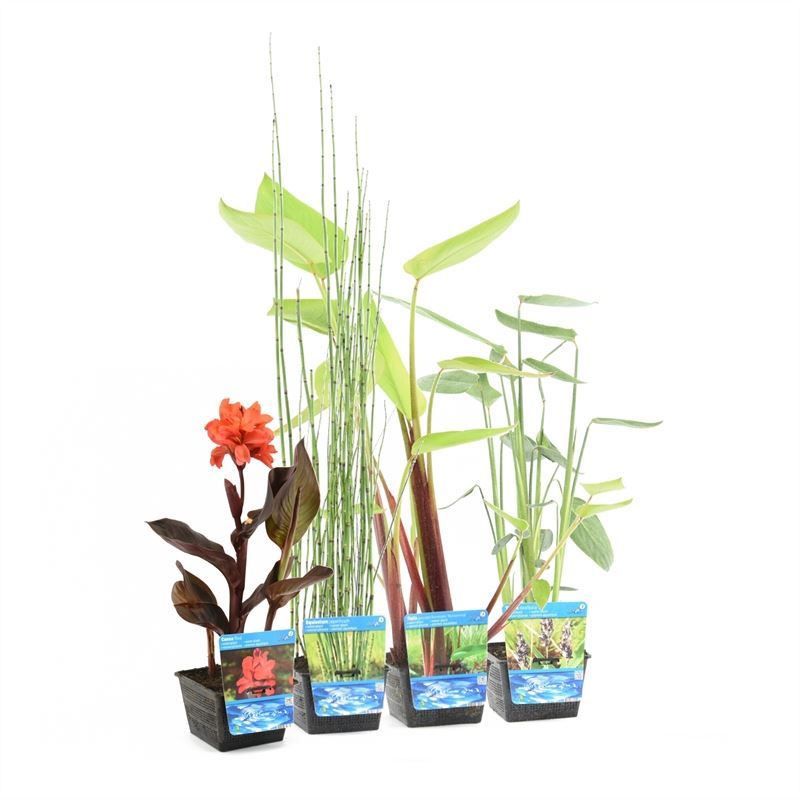 Waterplants 30cm 18cm Pot