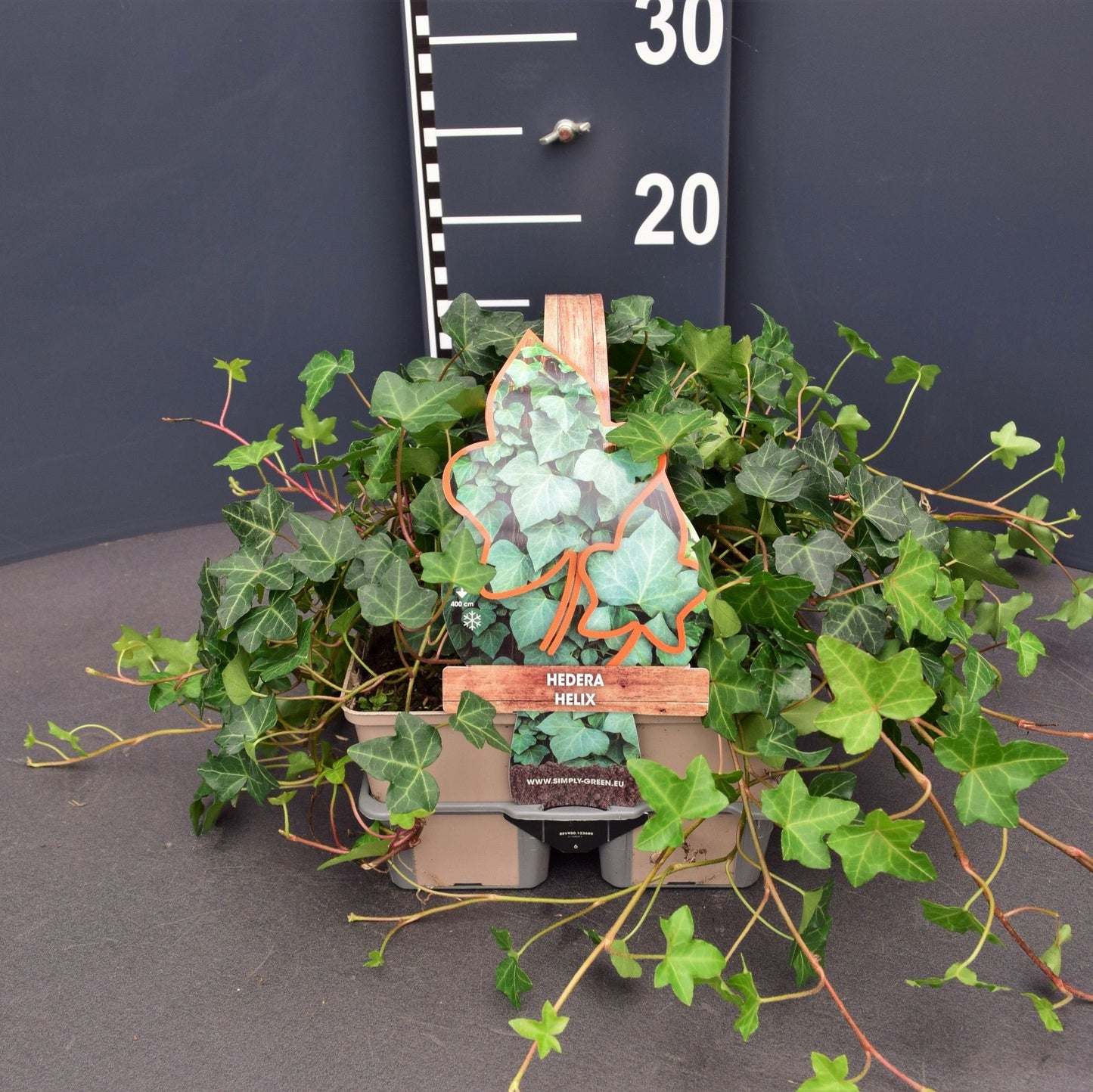 Hedera helix 6-pack 9cm Pot