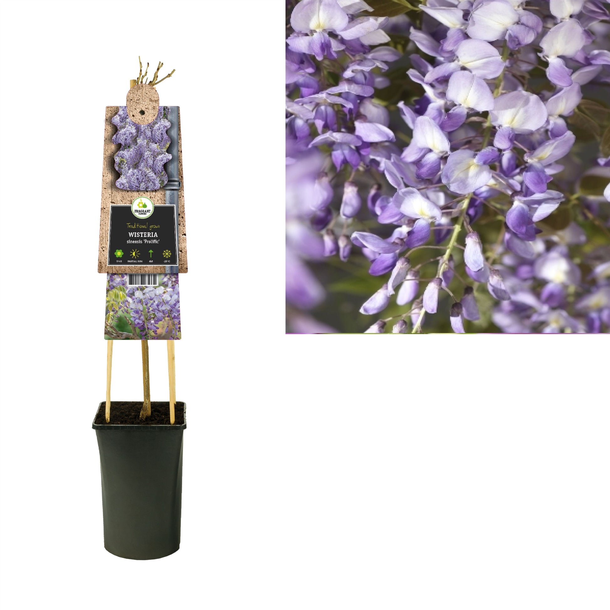 Wisteria sin. Prolific 75cm 17cm Pot