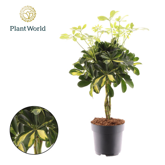 Schefflera Gold Capella braided 50cm 17cm Pot