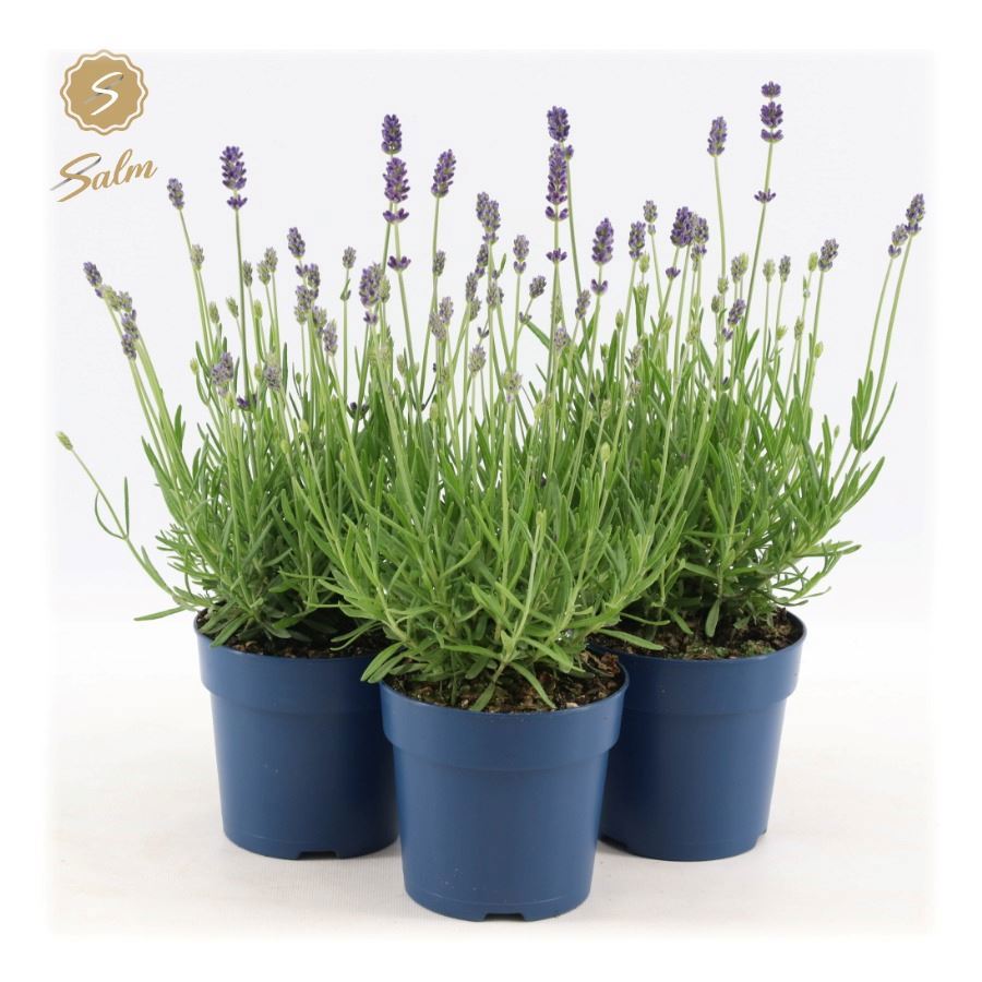 Lavandula Felice 28cm 12cm Pot