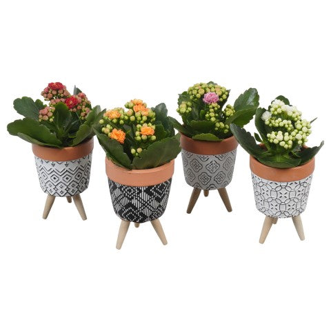 PTBTS3233 Arrangementen kamerplanten 20cm 8cm Pot