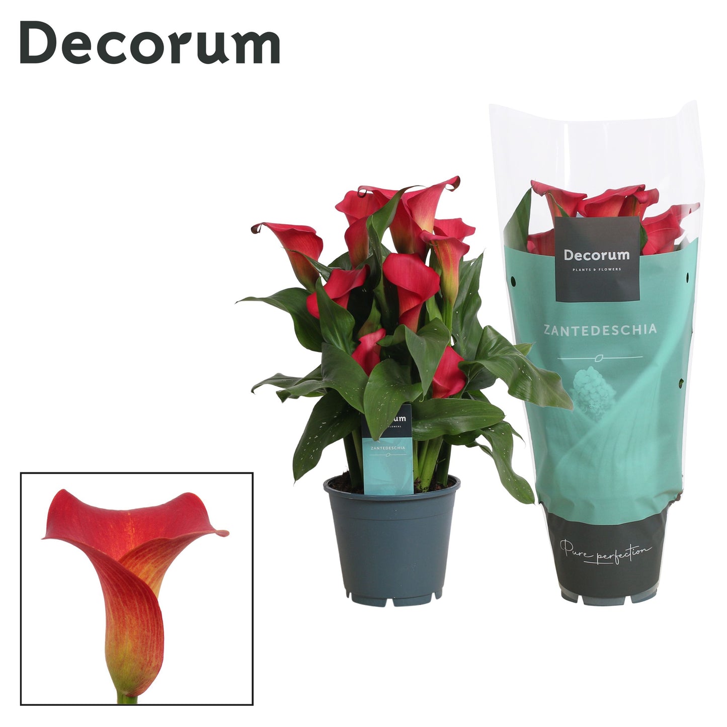 Zantedeschia Red Alert 40cm 14cm Pot