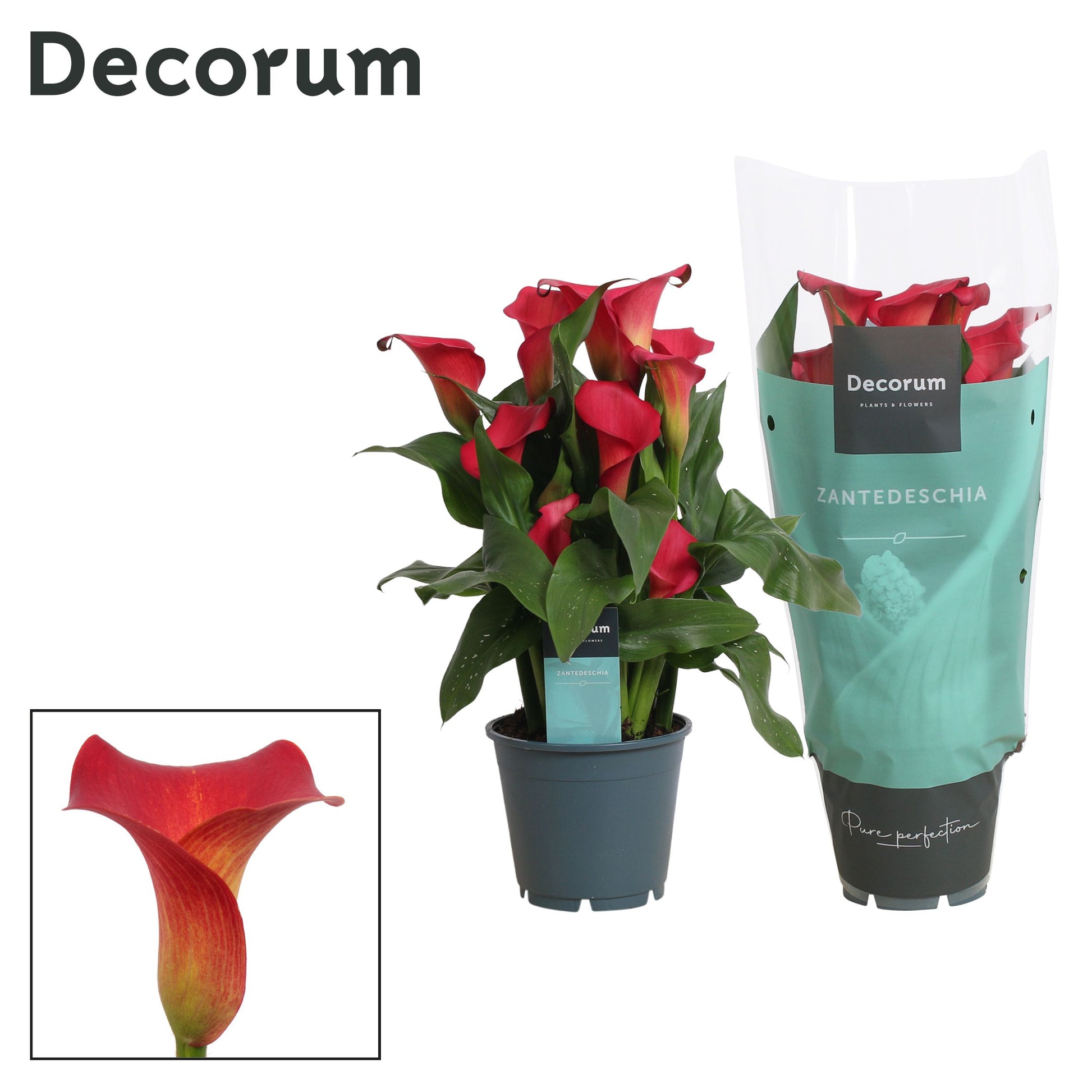 Zantedeschia Red Alert 40cm 14cm Pot