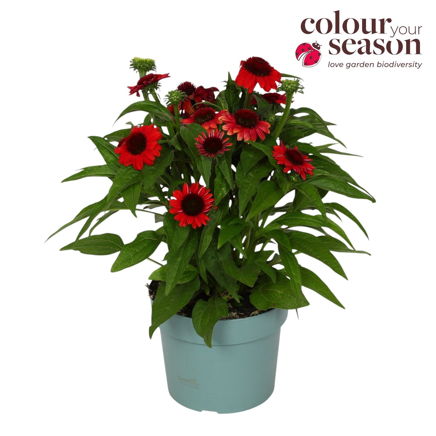 Echinacea Mooodz Powerfull 45cm 19cm Pot