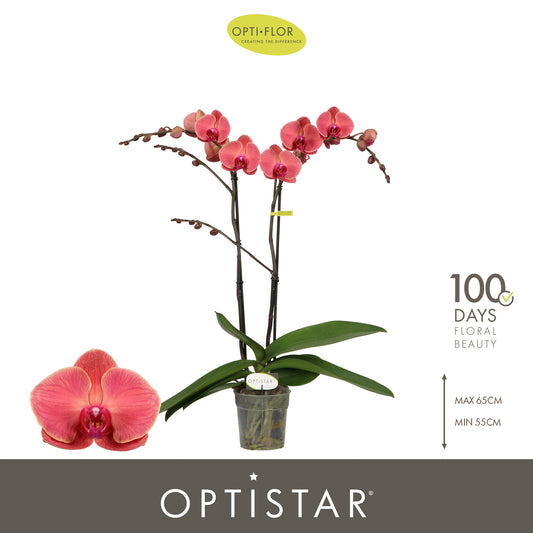 Phalaenopsis Asian Coral 60cm 12cm Pot