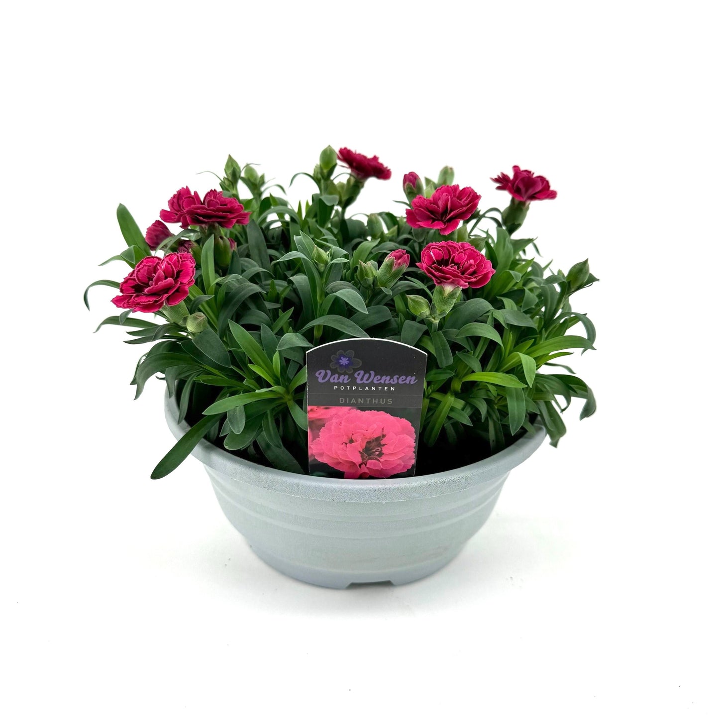 Dianthus Oscar Purple Wings 22cm 21cm Pot