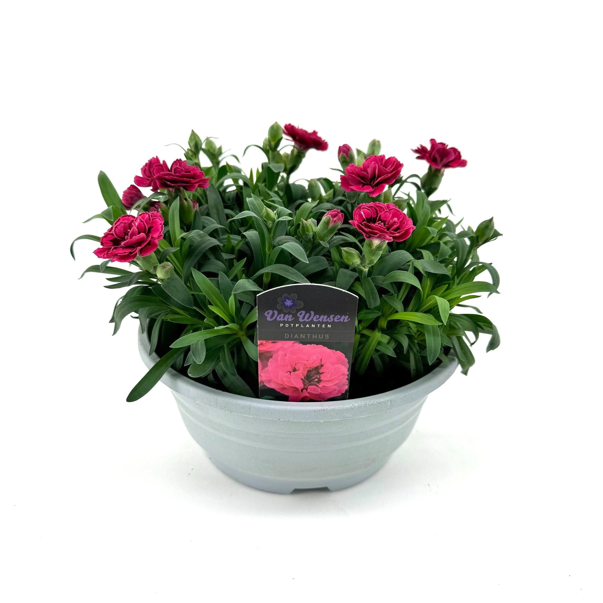 Dianthus Oscar Purple Wings 22cm 21cm Pot