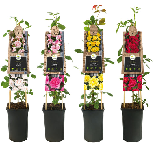 Rose Courtyard mix 75cm 17cm Pot