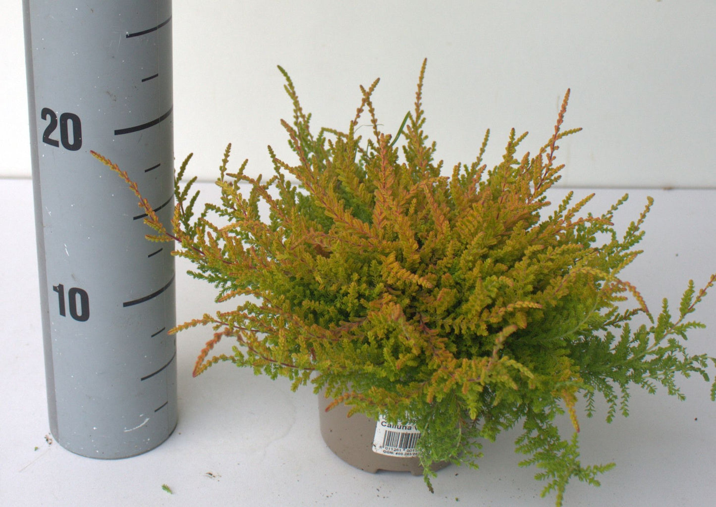 Calluna vulg. Wickwar Flame 20cm 12cm Pot