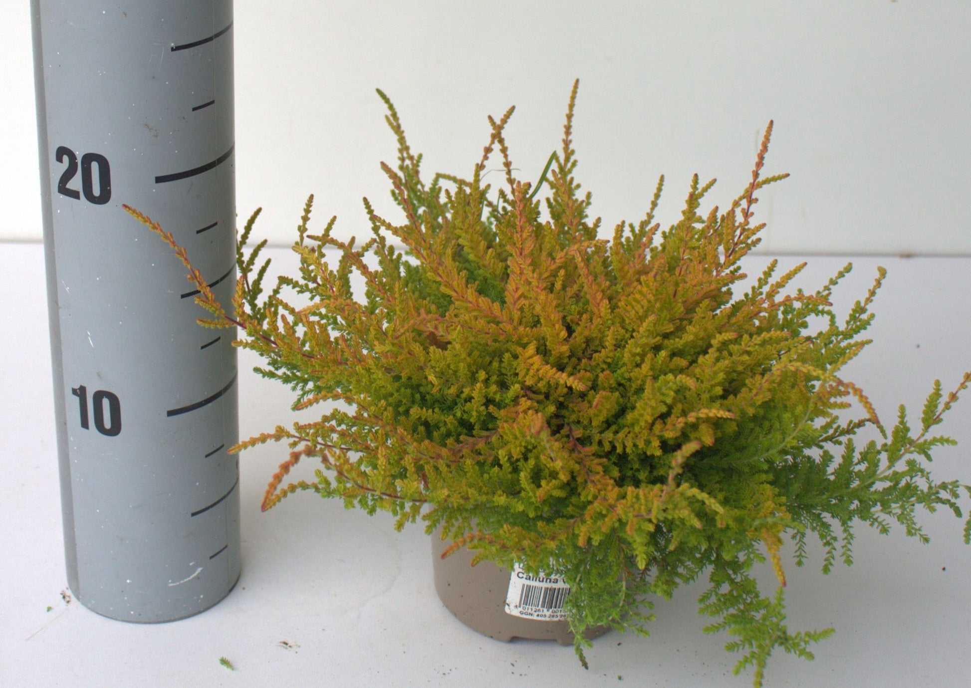 Calluna vulg. Wickwar Flame 20cm 12cm Pot