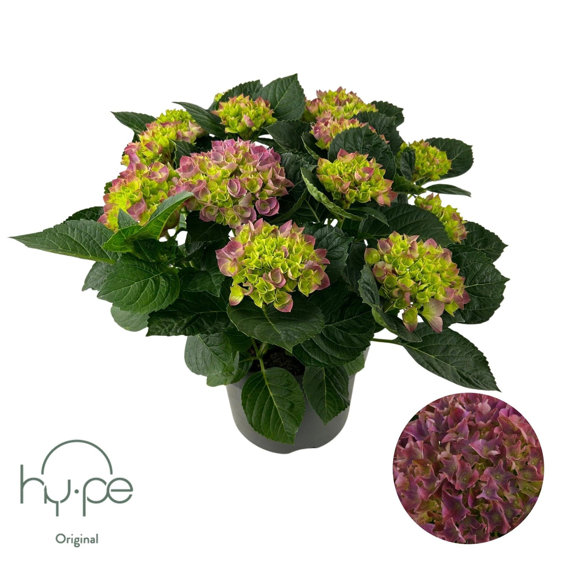 Hydrangea macr. Mophead purple 45cm 23cm Pot