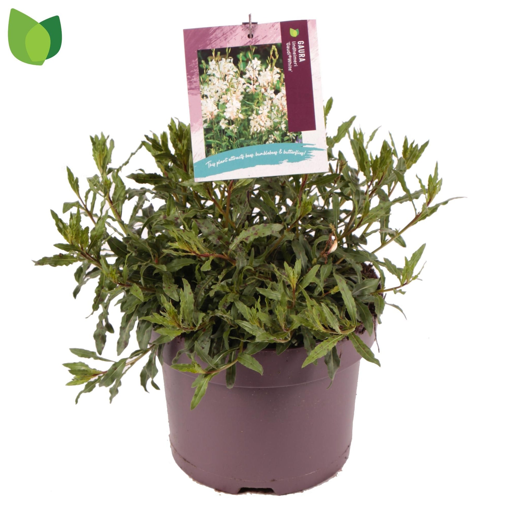 Gaura lind. Gaudi White 40cm 23cm Pot