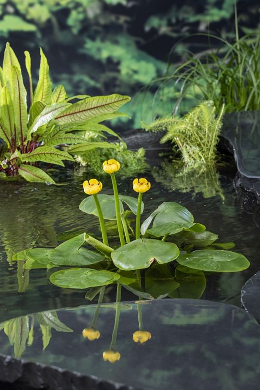 Nuphar lutea (3l.) 30cm 18cm Pot