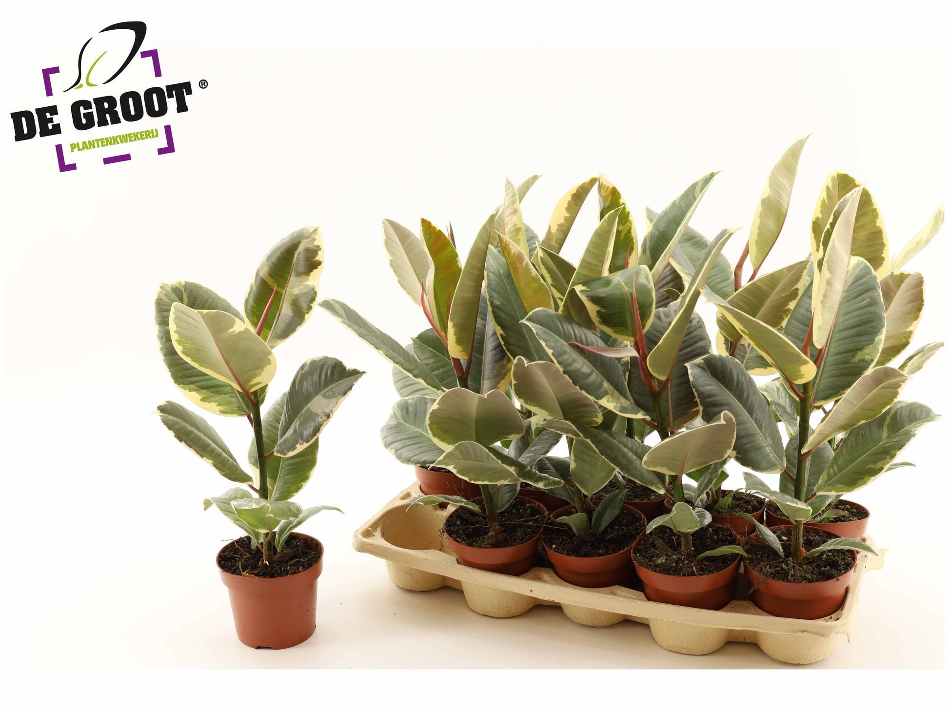 Ficus el. Tineke 45cm 12cm Pot