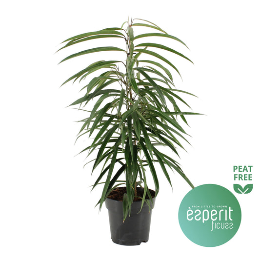 Ficus binnendijkii Alii 70cm 17cm Pot