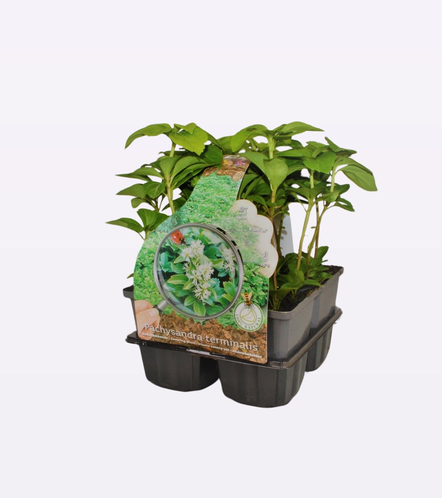 Pachysandra terminalis 10cm 9cm Pot