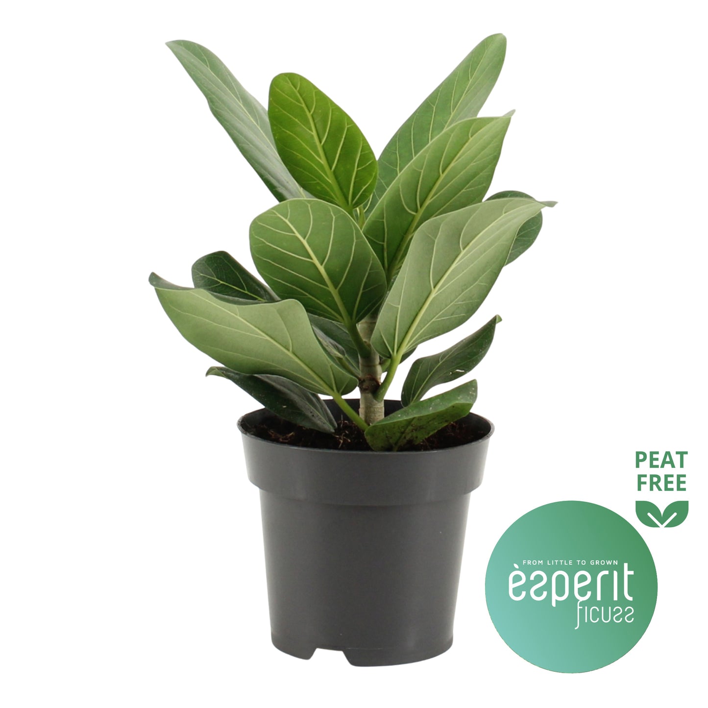 Ficus bengh. Audrey 30cm 14cm Pot