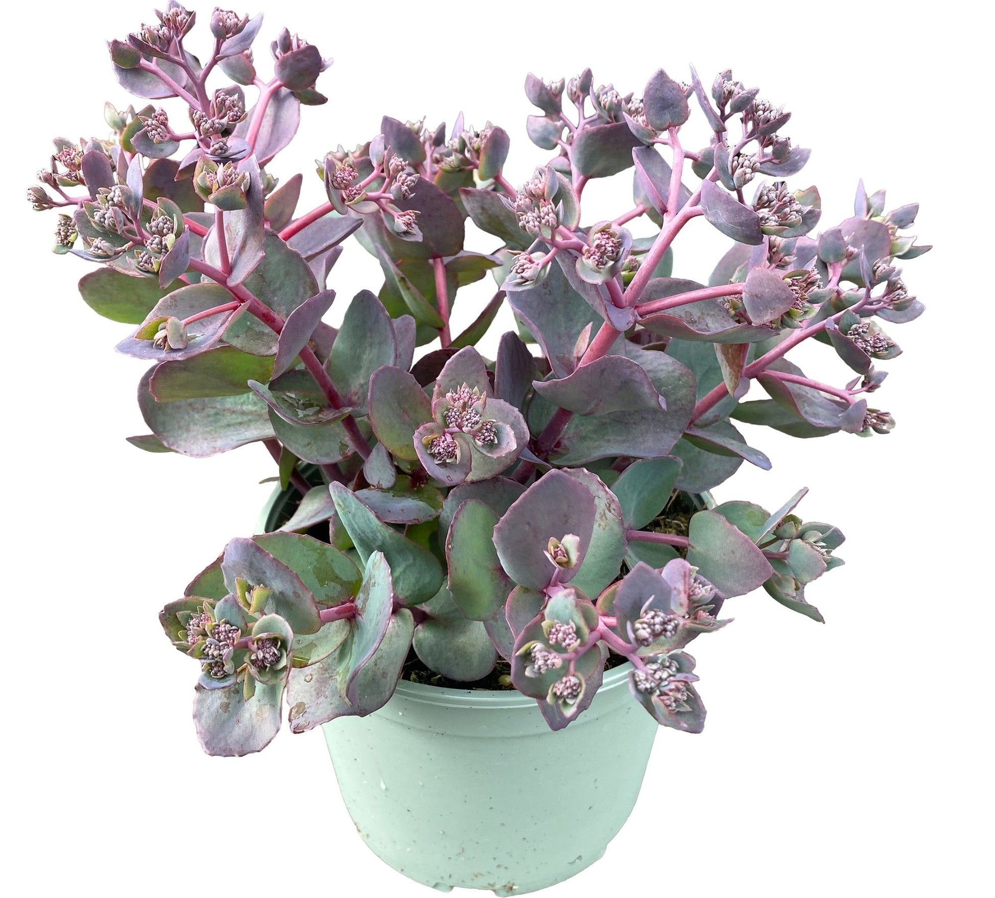 Sedum Purple Emperor 40cm 17cm Pot