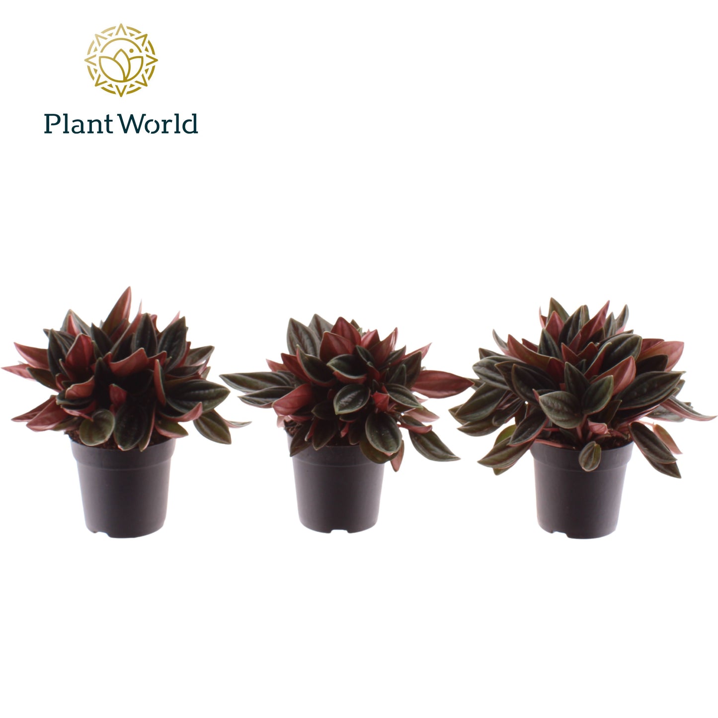 Peperomia Rosso 10cm 7cm Pot