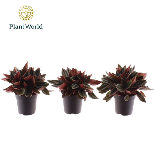 Peperomia Rosso 10cm 7cm Pot