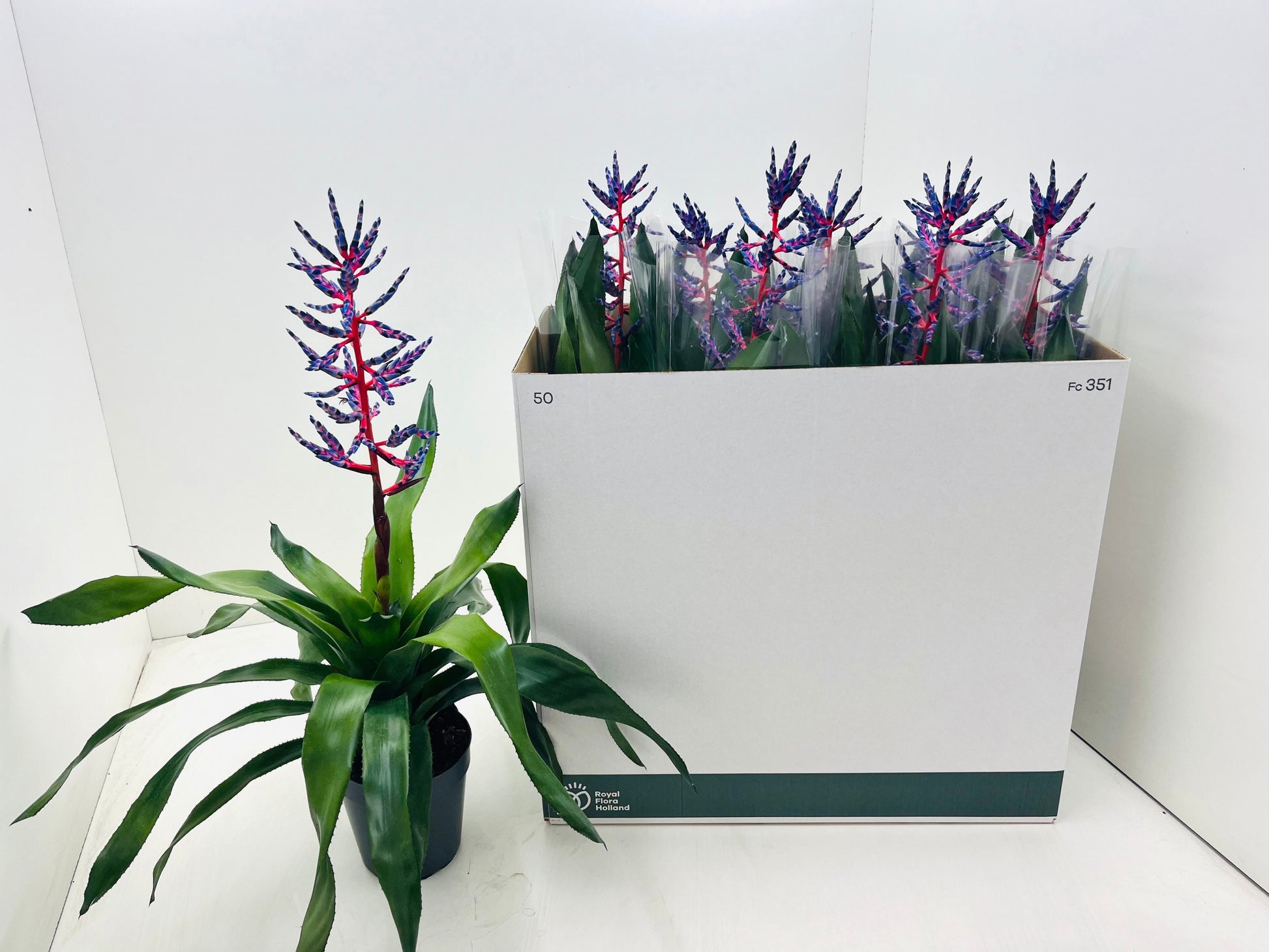Aechmea Blue Rain 70cm 15cm Pot