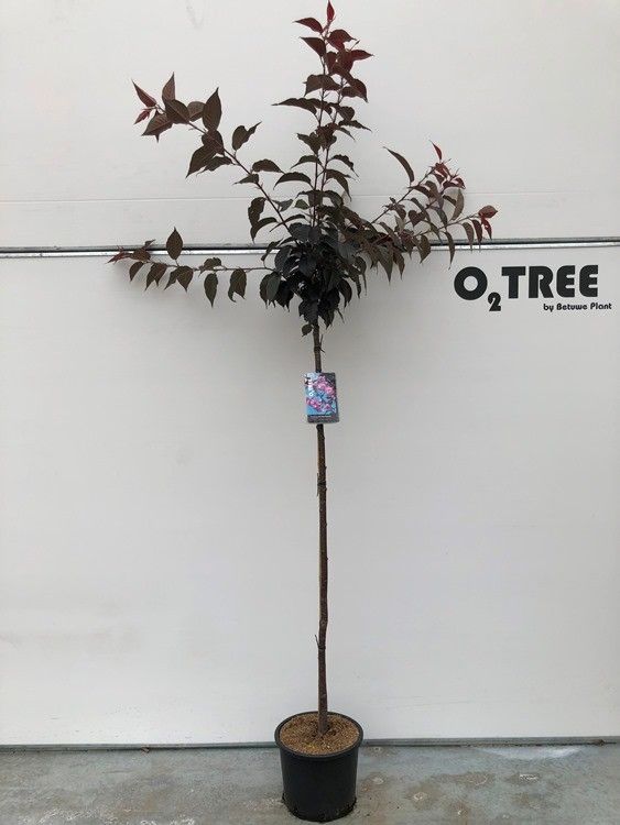 Prunus serrulata 150cm 30cm Pot