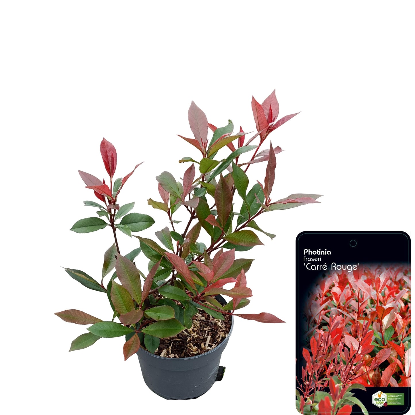 Photinia Carre Rouge 40cm 17cm Pot