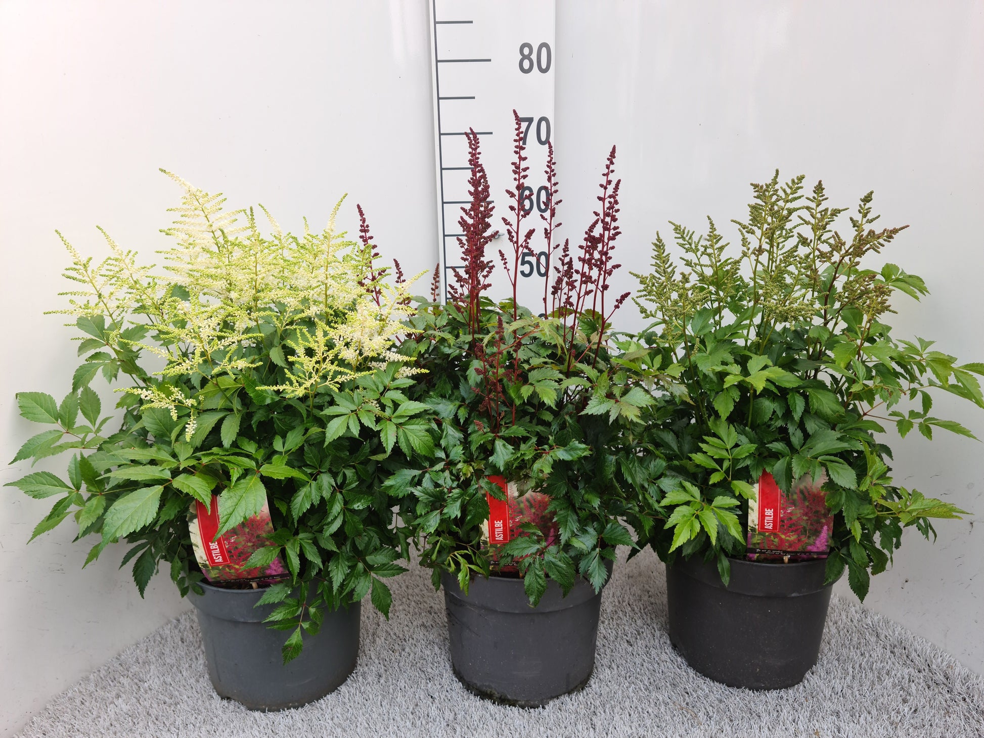Astilbe mix 60cm 26cm Pot