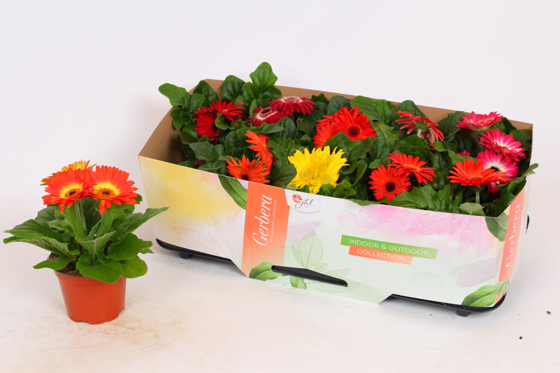 JHL Plants (Lekkerkerk) Gerbera Open Air mix Pack of 10