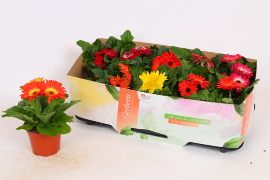 JHL Plants (Lekkerkerk) Gerbera Open Air mix Pack of 10