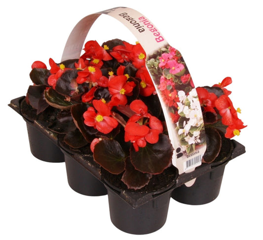 Begonia semp. dark leaf red 15cm 9cm Pot