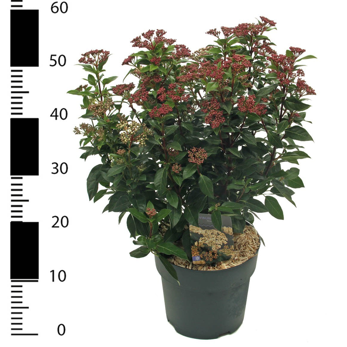 Viburnum tinus 30cm 23cm Pot