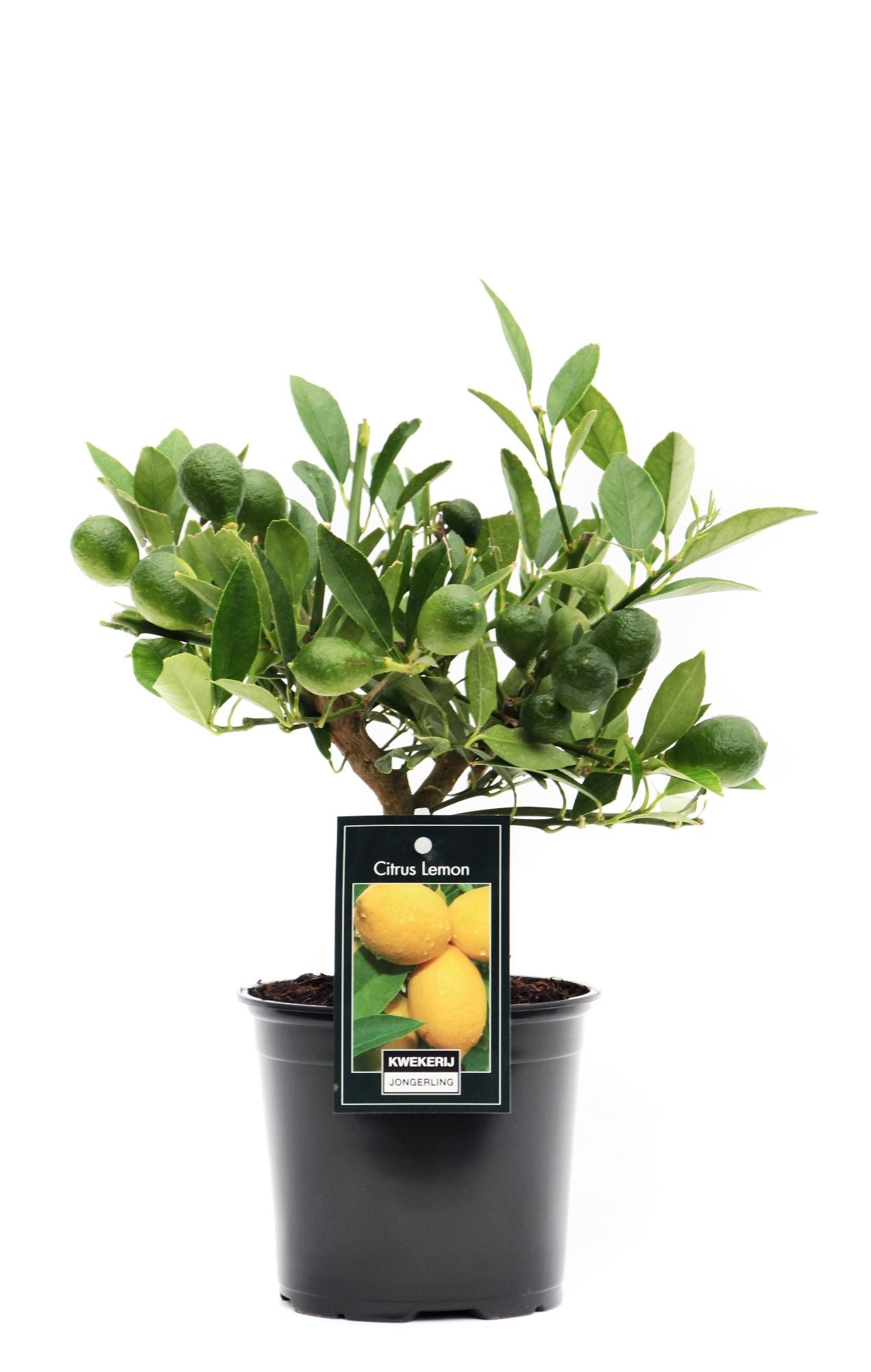 Citrus Lemon 27cm 12cm Pot